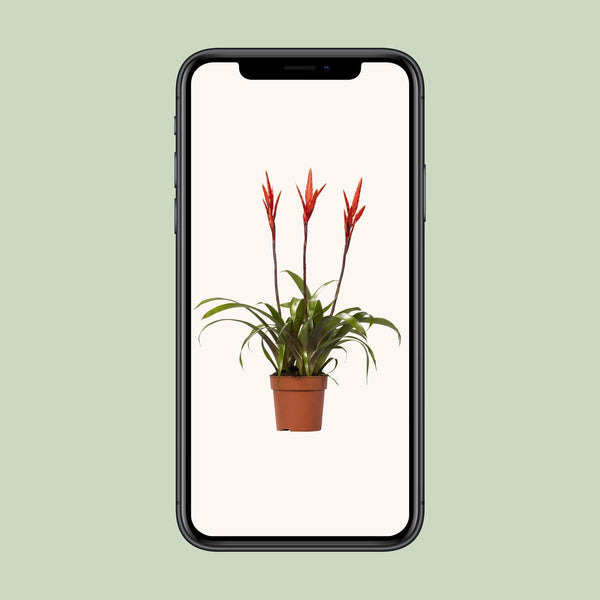 Flammendes Schwert ‚Elan' – Vriesea – Ansicht 9