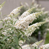 Schmetterlingsstrauch ‚White Profusion' – Buddleja davidii – Ansicht 3