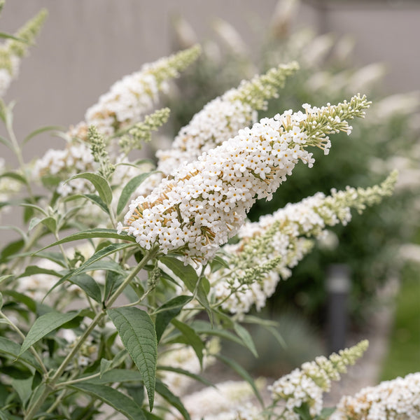 Schmetterlingsstrauch ‚White Profusion' – Buddleja davidii – Ansicht 3