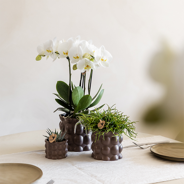 Pflanzenset „Cotton" – Grünpflanzen mit weißer Phalaenopsis ‚Ghent' – Ansicht 5