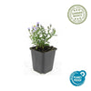 Kissen-Aster ‚Prof. Anton Kippenberg' – Aster dumosus – Ansicht 2