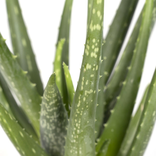 Aloe vera – Ansicht 2