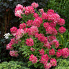 Rispenhortensie ‚Pink Diamond' – Hydrangea paniculata – Ansicht 5