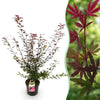 Japanischer Ahorn ‚Shaina' – Acer palmatum