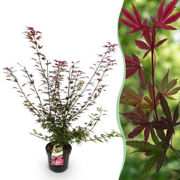 Japanischer Ahorn ‚Shaina' – Acer palmatum