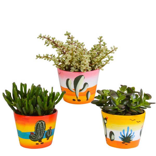 Sukkulenten-Set „Crassula-Mix“ – 3 Dickblatt-Pflanzen – Ansicht 7