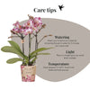 Schmetterlingsorchidee ‚Diamond Bora Bora' – Phalaenopsis – Ansicht 10