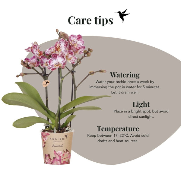 Schmetterlingsorchidee ‚Diamond Bora Bora' – Phalaenopsis – Ansicht 10