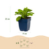 Fingerhut ‚Dalmatian White' – Digitalis purpurea – Ansicht 3