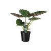 Alocasia wentii – Ansicht 5