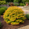 Japanischer Ahorn ‚Summergold' – Acer palmatum – Ansicht 6