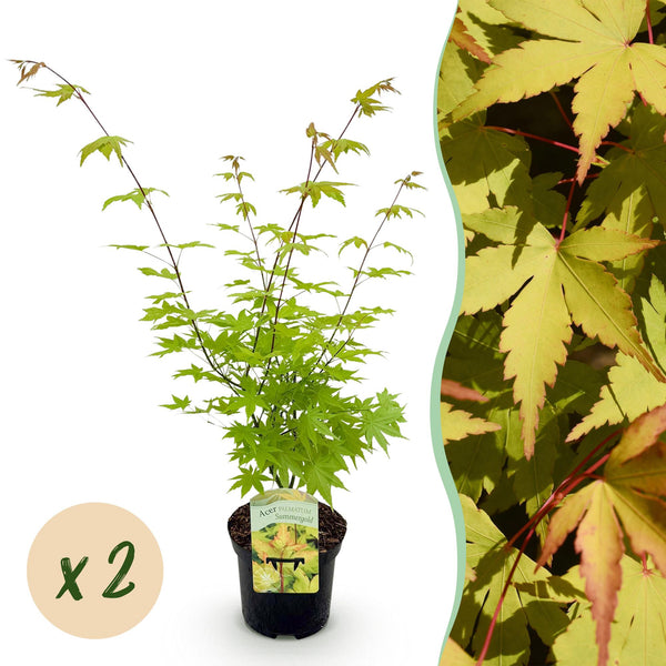 Japanischer Ahorn ‚Summergold' – Acer palmatum