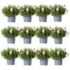 Glockenblume ‚Addenda Ambella' – Campanula