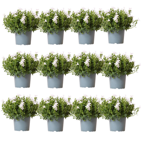 Glockenblume ‚Addenda Ambella' – Campanula
