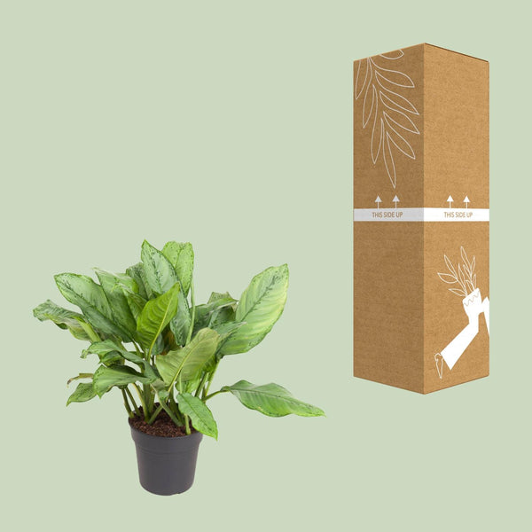 Kolbenfaden ‚B.J. Freeman' – Aglaonema – Ansicht 3