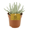 Greiskraut – Senecio scaposus