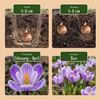Krokus blau – Crocus – Ansicht 4
