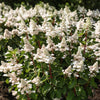 Rispenhortensie ‚Living Infinity' – Hydrangea paniculata – Ansicht 5