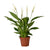Einblatt ‚Bingo Cupido' – Spathiphyllum – Ø 12 cm · 45 cm