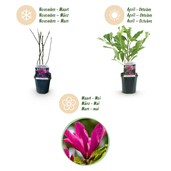 Magnolie ‚Susan' – Magnolia – Ansicht 4