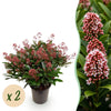 Skimmie ‚Rubella' – Skimmia japonica