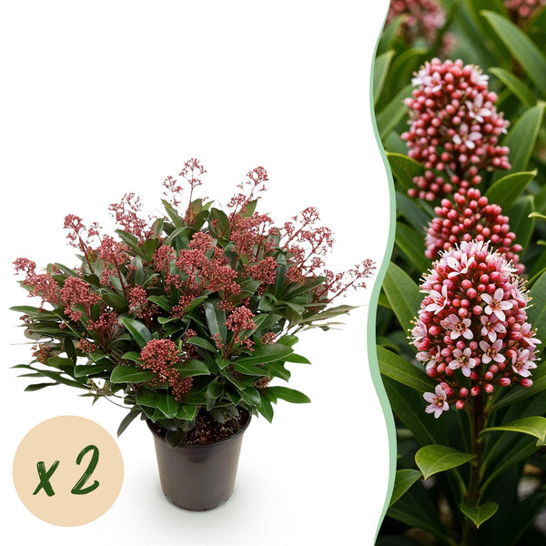 Skimmie ‚Rubella' – Skimmia japonica