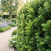 Eibe – Taxus baccata – Ansicht 5