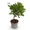Perückenstrauch ‚Young Lady' – Cotinus coggygria – Ansicht 2