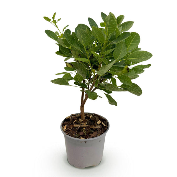 Perückenstrauch ‚Young Lady' – Cotinus coggygria – Ansicht 2