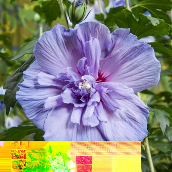 Garteneibisch Stämmchen ‚Blue Chiffon' – Hibiscus syriacus – Ansicht 10