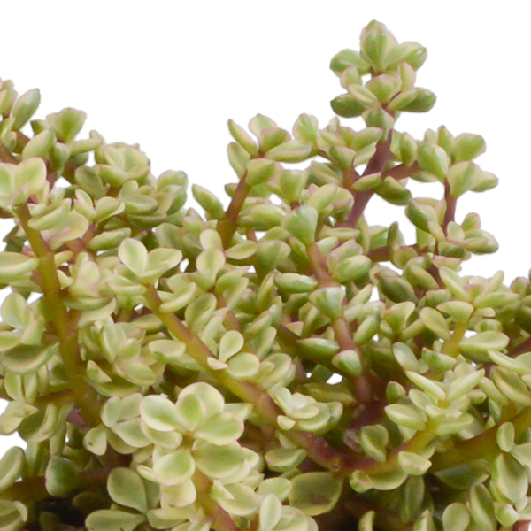Sukkulenten-Set „Crassula-Mix“ – 3 Dickblatt-Pflanzen – Ansicht 11