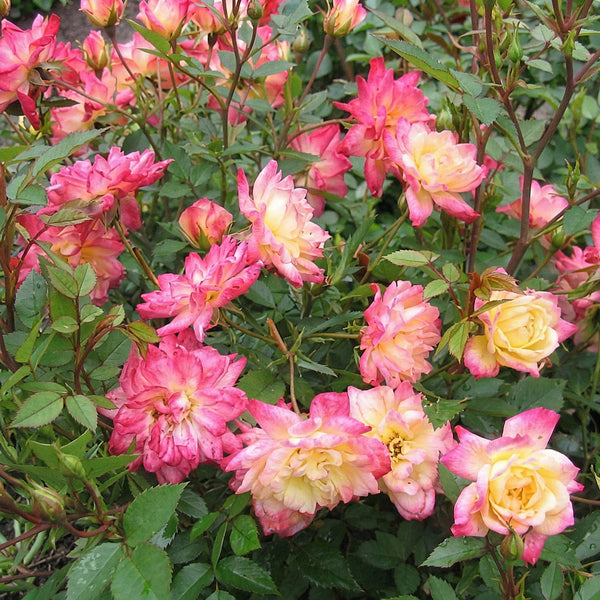 Rose ‚Tricolor Fairy' – Rosa – Ansicht 3