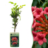 Kletterpflanzen-Set – Trompetenblume & 2 Waldreben – im Set enthalten: Trompetenblume – Campsis radicans