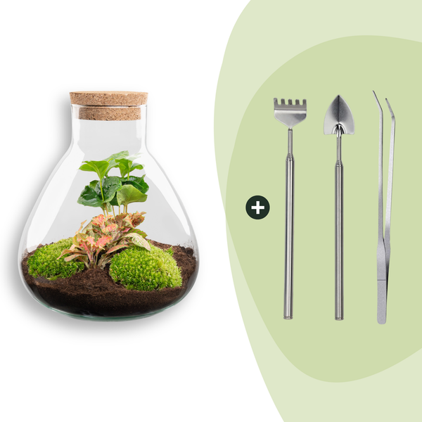 Flaschengarten-Set „Sammie Coffea“ – DIY-Terrarium mit Kaffeepflanze