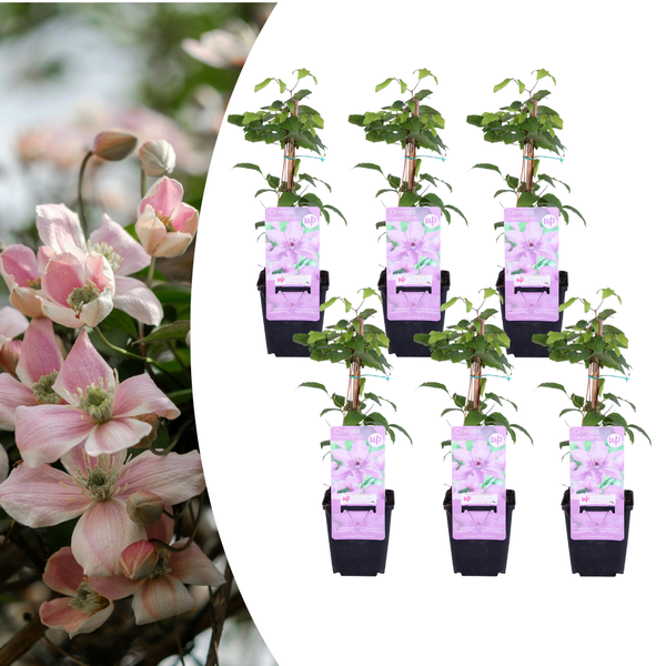 Waldrebe ‚Hagley Hybrid' – Clematis