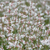 Prachtkerze – Gaura lindheimeri – Ansicht 8