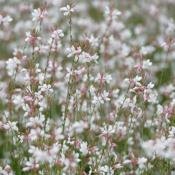 Prachtkerze – Gaura lindheimeri – Ansicht 8