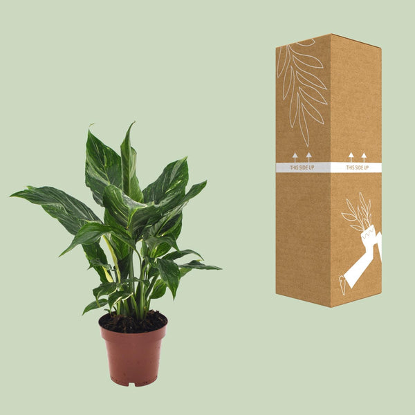 Einblatt ‚Diamond' – Spathiphyllum wallisii – Ansicht 8