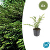 Böschungsmyrte – Lonicera pileata – 6 Stück
