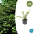Böschungsmyrte – Lonicera pileata – 6 Stück