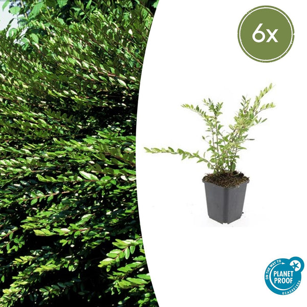 Böschungsmyrte – Lonicera pileata – 6 Stück