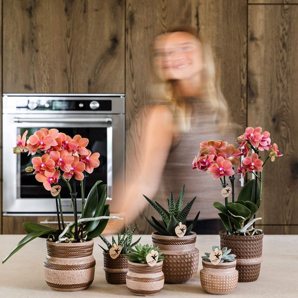 Schmetterlingsorchidee ‚Mineral Bolzano' – Phalaenopsis – Ansicht 15