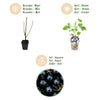 Jostabeere – Ribes × nidigrolaria – Ansicht 9
