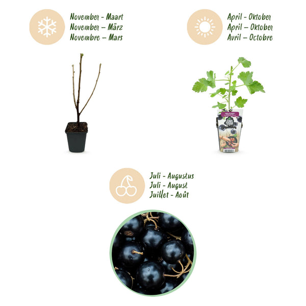 Jostabeere – Ribes × nidigrolaria – Ansicht 9
