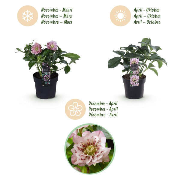 Lenzrose ‚Double Tricolour' – Helleborus orientalis – Ansicht 9