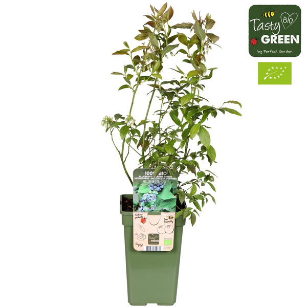 Heidelbeere ‚Reka' – Vaccinium corymbosum – Ansicht 6