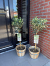 Olivenbaum Stämmchen – Olea europaea – Ansicht 5