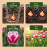 Tulpe ‚Mata Hari' – Tulipa – Ansicht 4