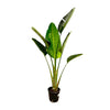 Baumstrelitzie – Strelitzia augusta – Ø 24-27 cm · 180 cm