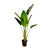Baumstrelitzie – Strelitzia augusta – Ø 24-27 cm · 180 cm